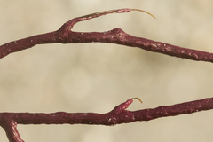 Leptogorgia hebes