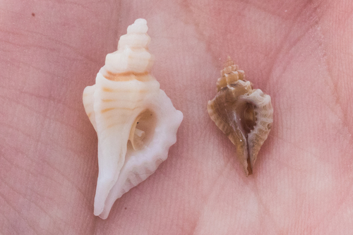 Eupleura sulcidentata image