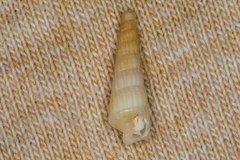 Terebridae