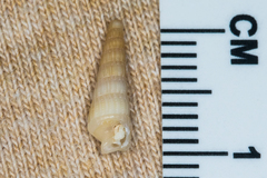 Terebridae