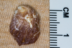 Bostrycapulus aculeatus image