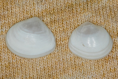 Abra aequalis