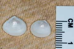 Abra aequalis