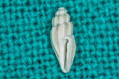 Agathotoma