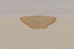 Scopula morandinii