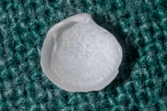 Parvilucina crenella