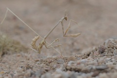 Empusa