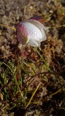 Cyanella alba alba