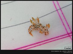 Thecacera pennigera