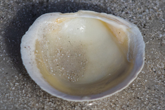 Anodontia alba