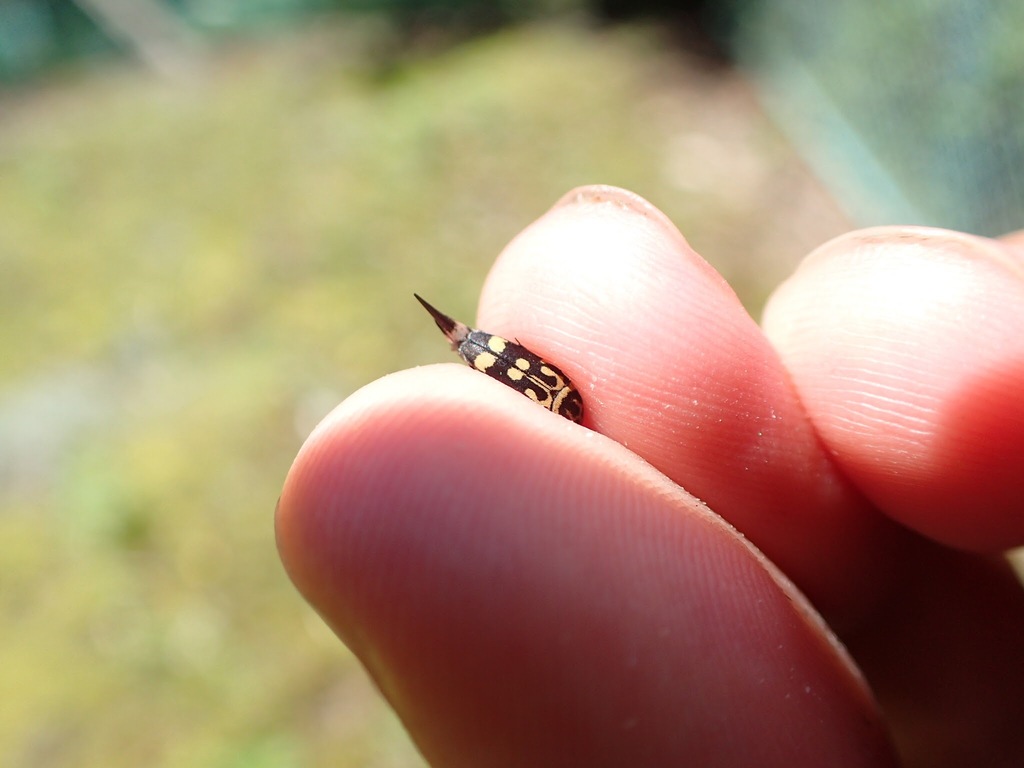 Hoshihananomia auromaculata in August 2017 by renshuchu · iNaturalist