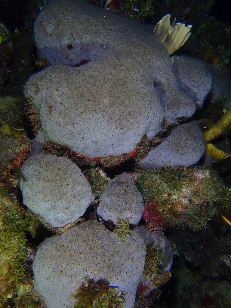 green boring sponge