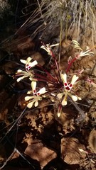 Pelargonium moniliforme