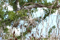 Tillandsia exserta