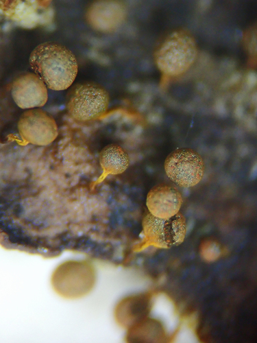 Physarum psittacinum