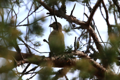 Loxia pytyopsittacus