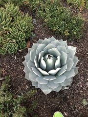 Agave parryi parryi