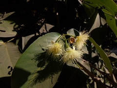 Syzygium samarangense