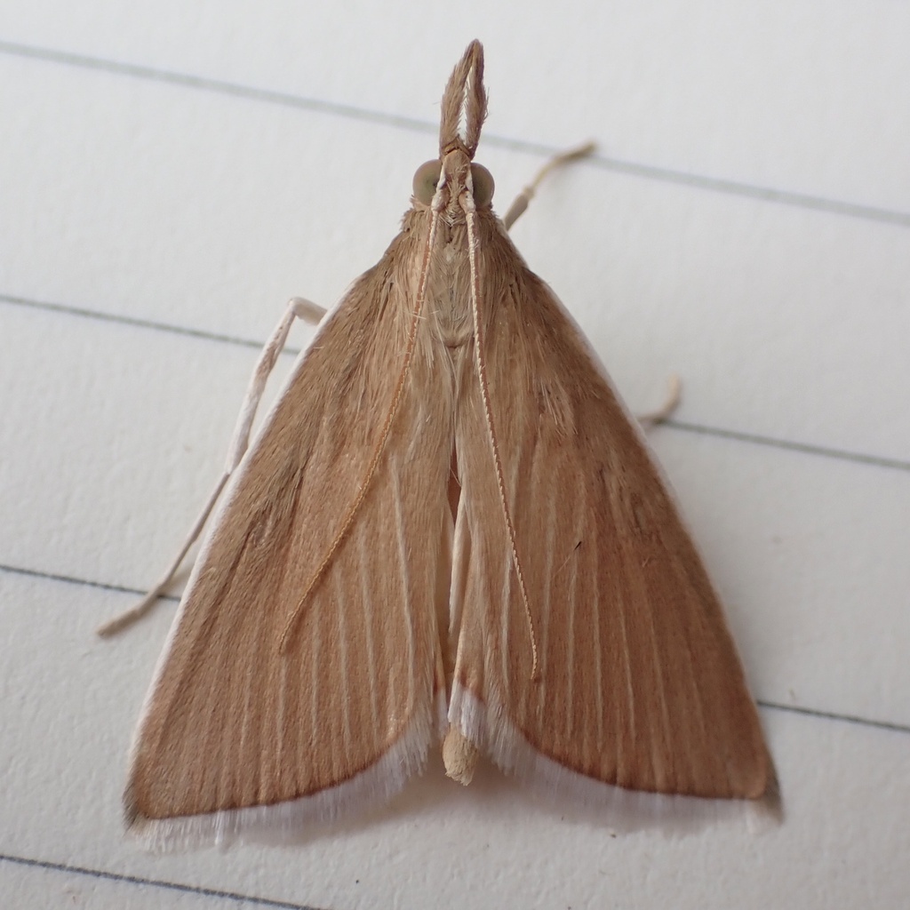 Thatch Pearl