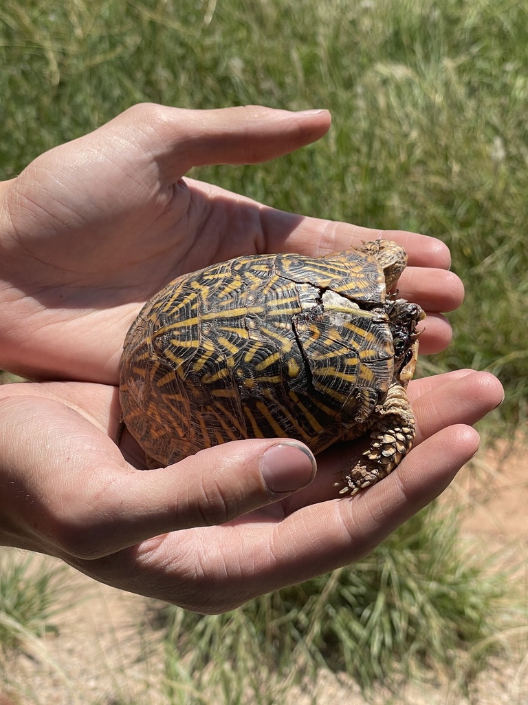 Ornate Box Turtle In July 2023 By Drew R Davis Ph D DOR INaturalist   Large 