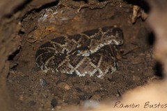 Crotalus basiliscus
