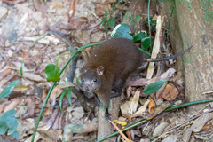 Hypsiprymnodon moschatus