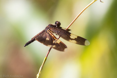 Rhyothemis princeps