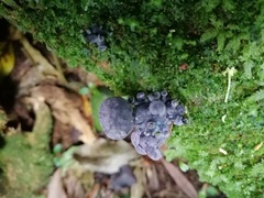 Gerronema waikanaense