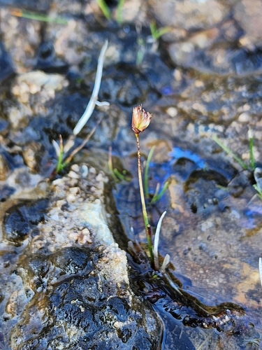 Image of Juncus triglumis by (c) Étienne Léveillé-Bourret, some rights reserved (CC BY)