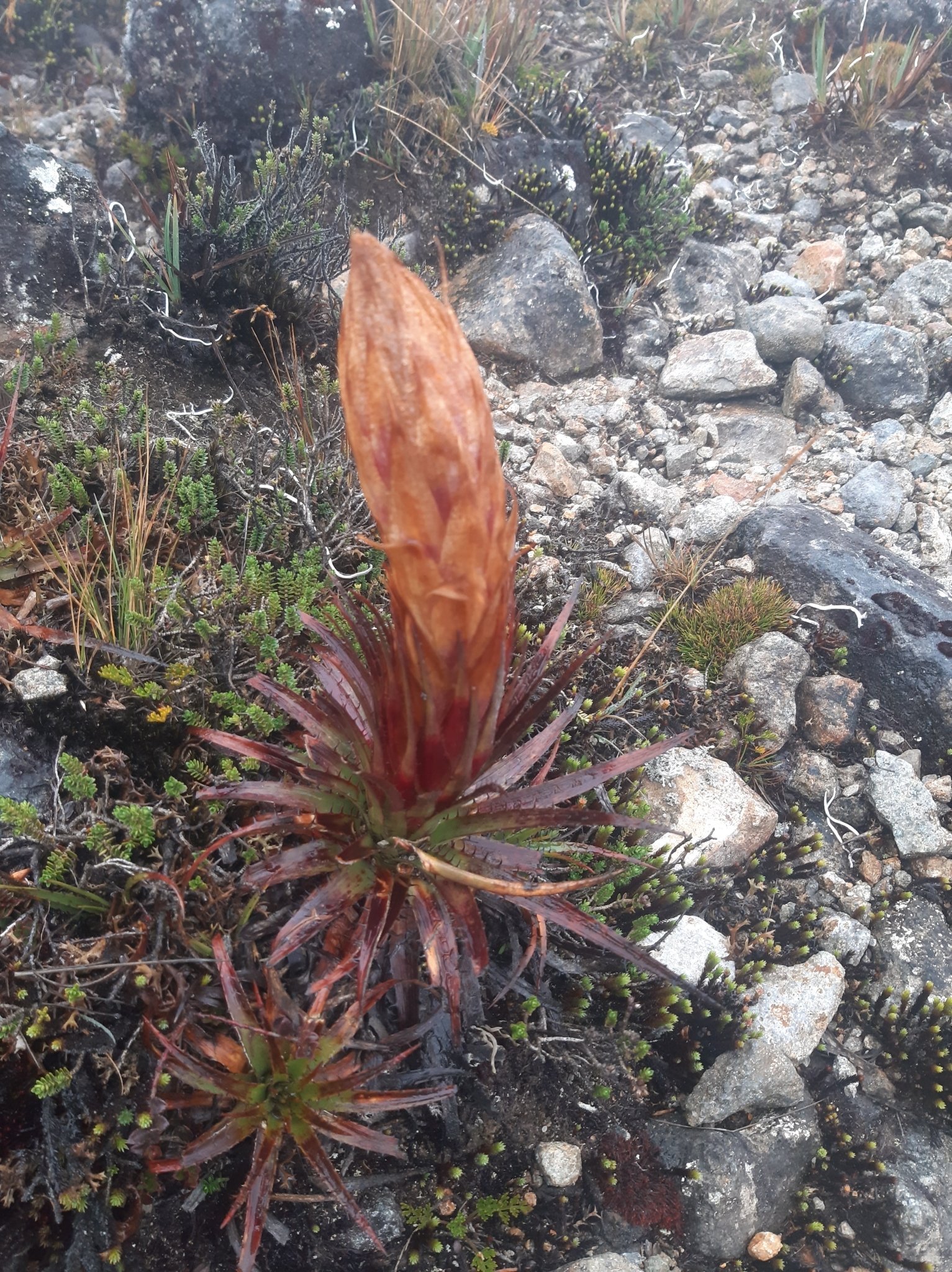 Puya cajasensis image