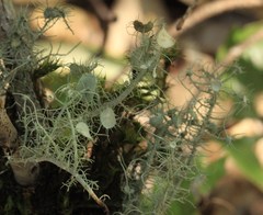 Usnea intermedia