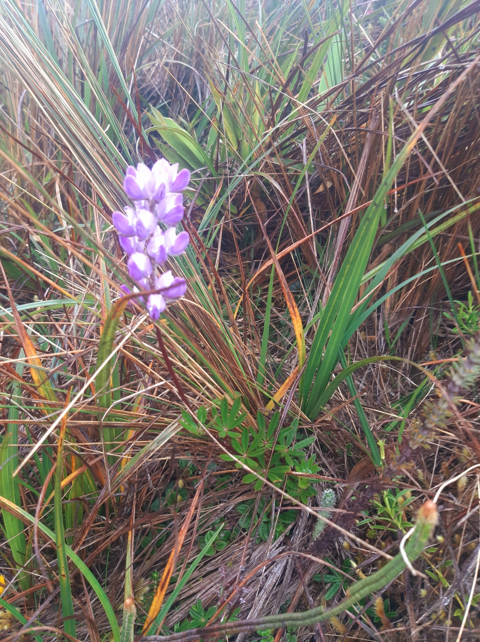 Lupinus image