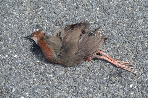 Ruddy-breasted Crake