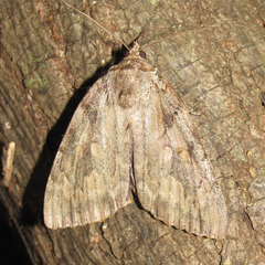 Catocala agrippina