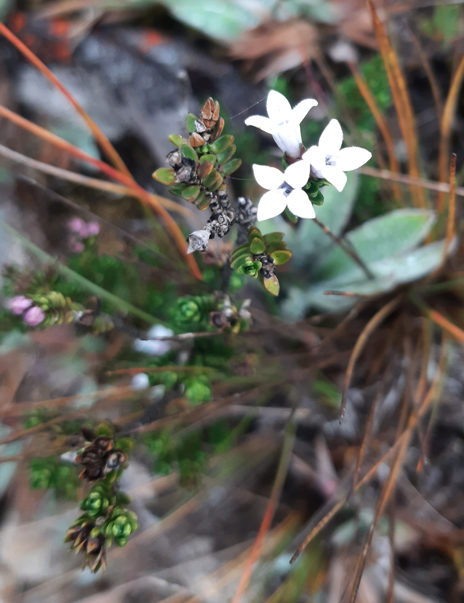 Arcytophyllum thymifolium image