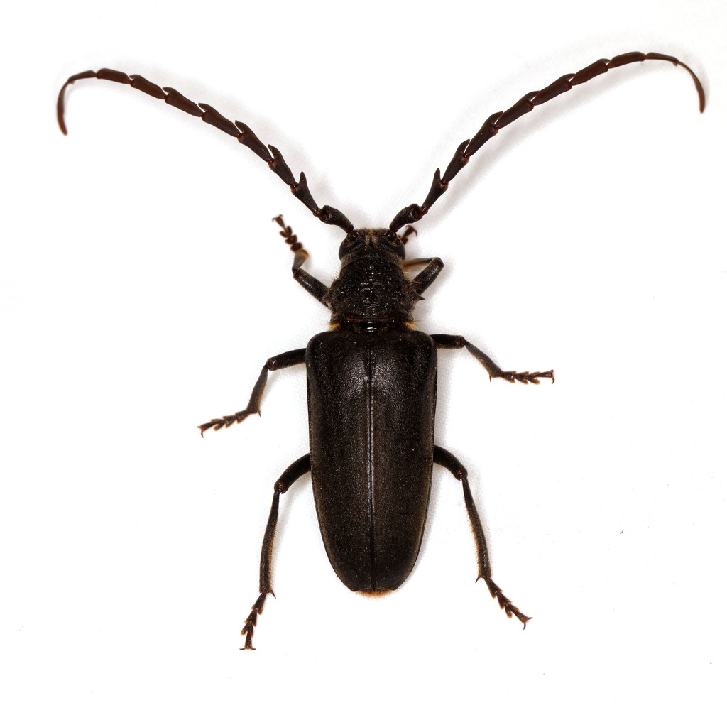 Prosphilus pectinicornis