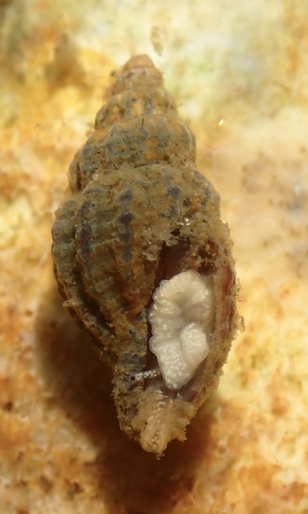 plicate mangelia