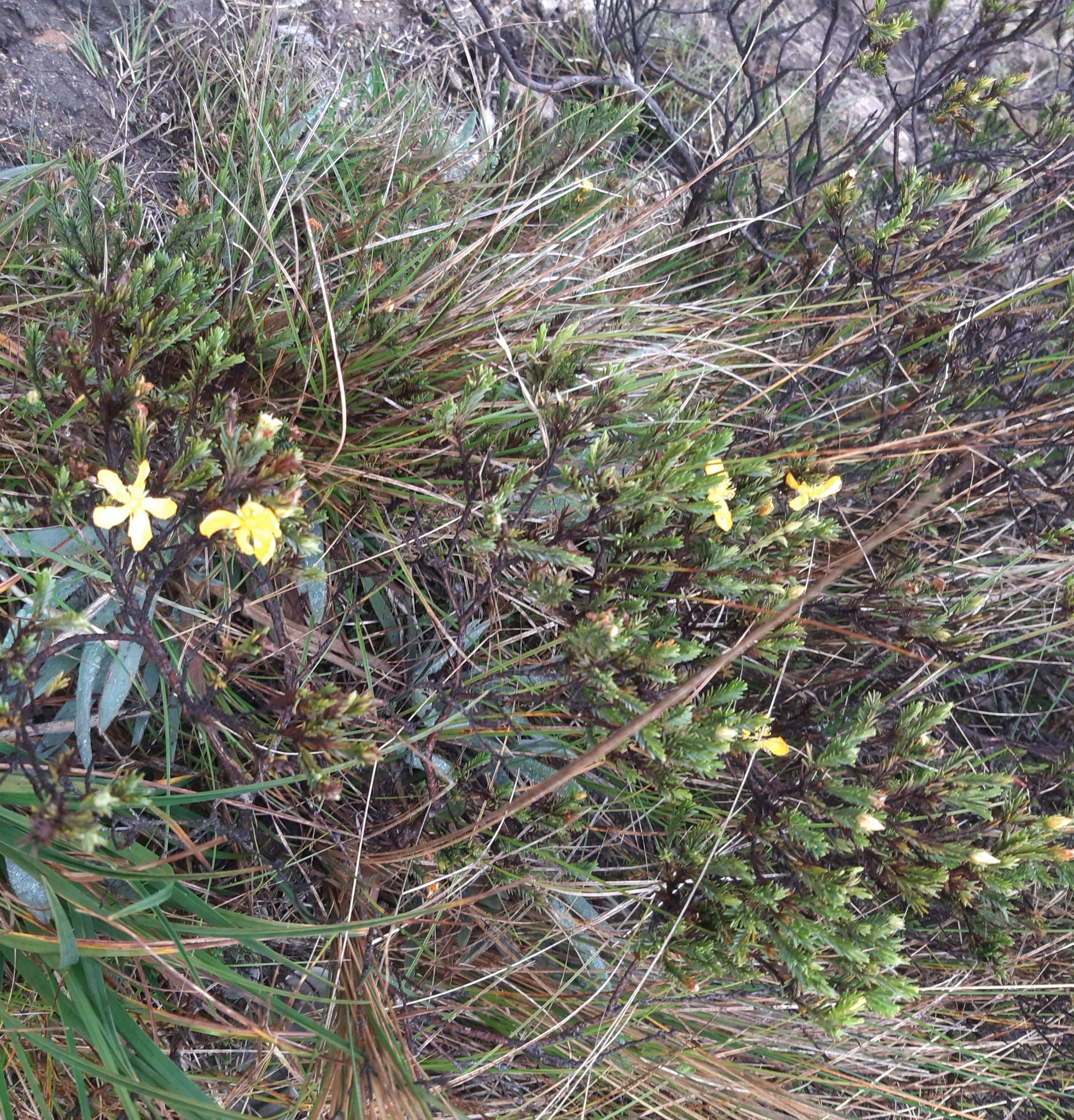 Hypericum juniperinum image