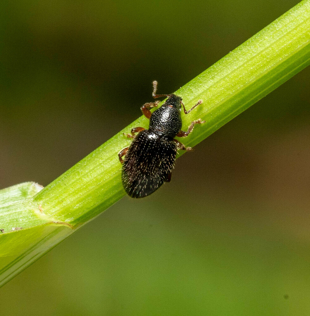 Hairy Spider Weevil In June 2023 By Ipat · INaturalist