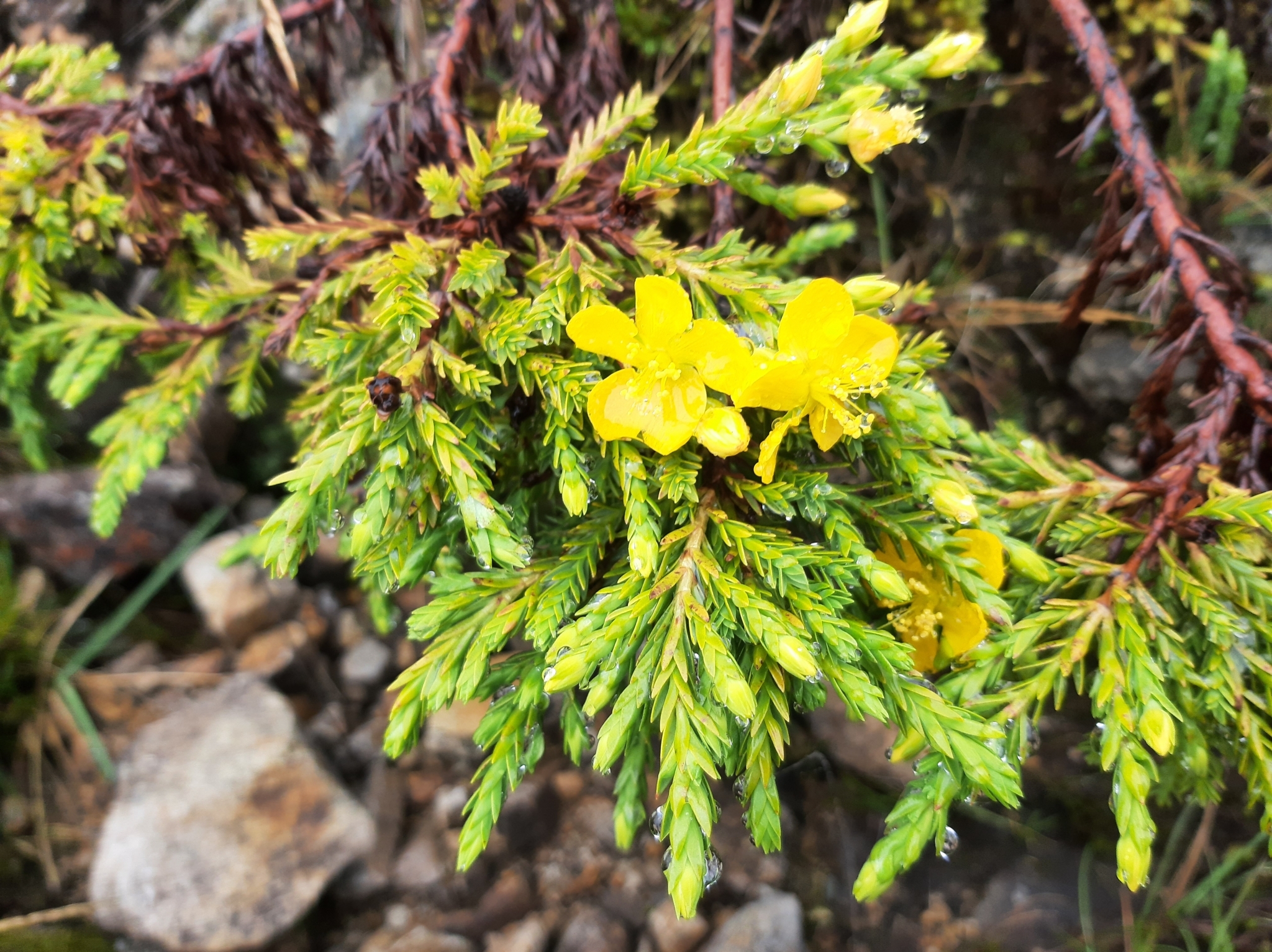 Hypericum laricifolium image