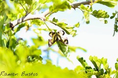 Baeotis zonata zonata