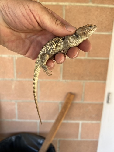 iNaturalist observation photo of Desert Spiny Lizard