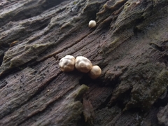 Nidularia deformis