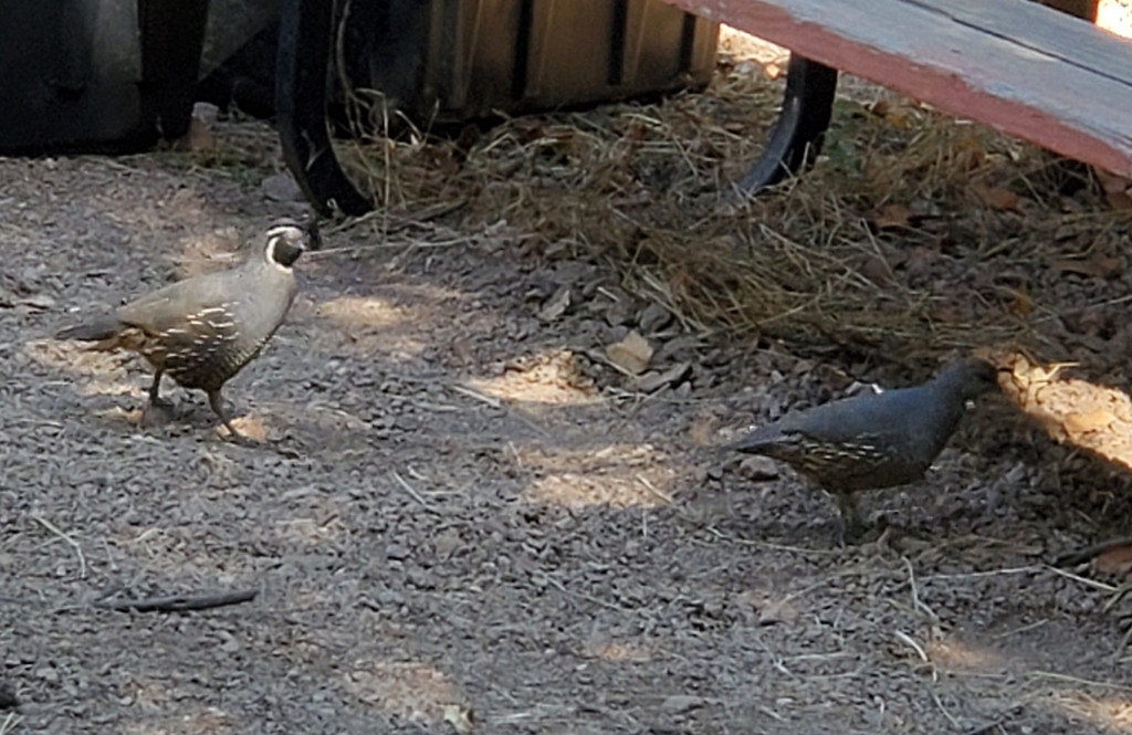 Catalina California Quail from Los Angeles County, USCA, US on July 7