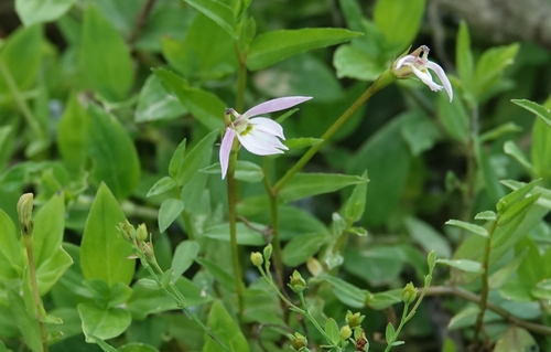 Chinese Lobelia