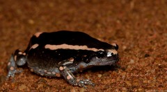Phrynomantis bifasciatus