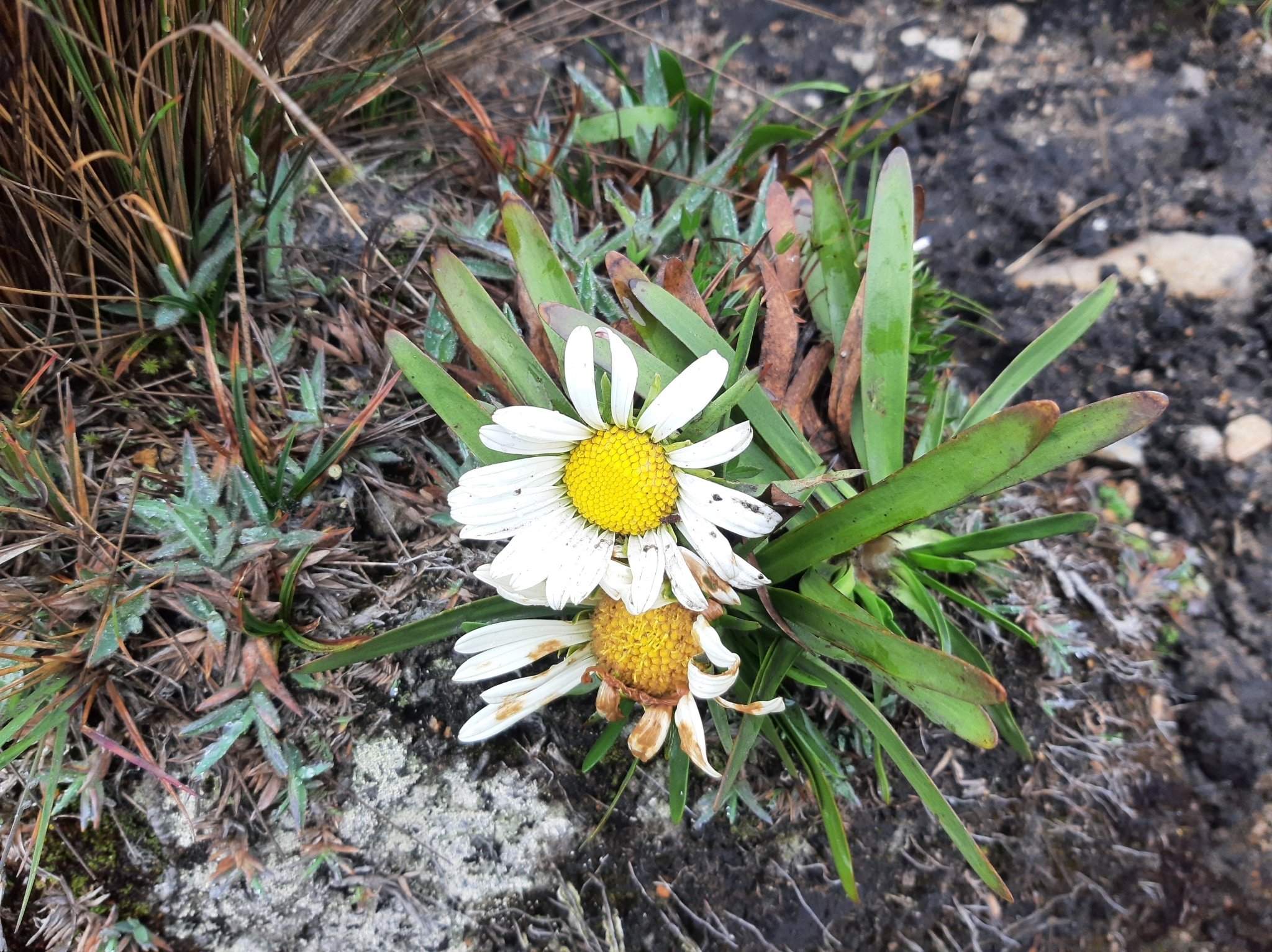 Rockhausenia image