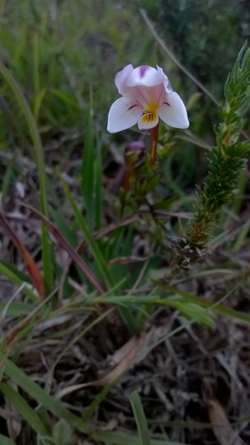 Grootvadersbosch Kammetjie (Freesia sparrmanii)