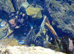 Mytilus californianus