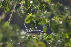 Polioptila caerulea